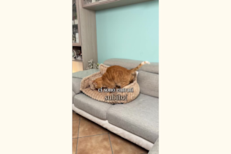 create italian ugc video with my cat for instagram and tiktok