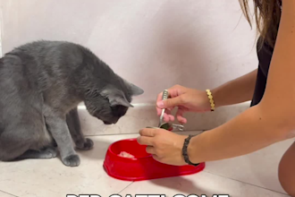 create adorable pet ugc video for your brand