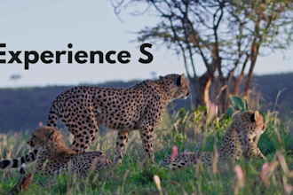 craft your perfect african safari trip plan