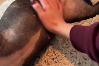 create engaging dog product ugc video for tiktok ads