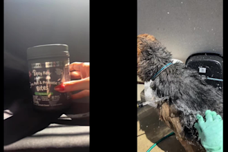 create pet ugc videos with a german shepherd or ragdoll cat