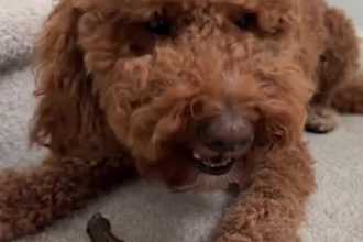 create ugc videos for dog or pet brands