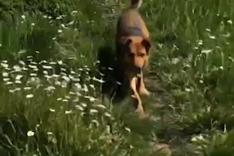 create emotional ai dog reunion video from your photo