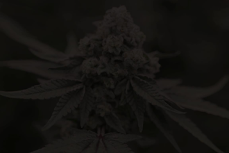 create and manage your linkedin cannabis presence and marketing