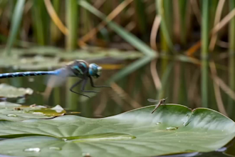 create wild animals documentary ai videos for youtube