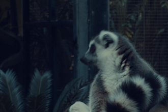 colour grade your footage