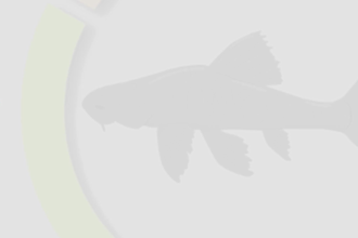 create scientific illustrations for your research