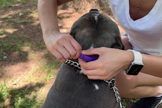 grow your brand dog content