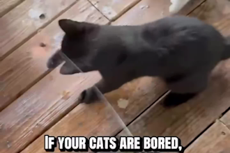 create pet tiktok shop videos as your tiktok shop affiliate