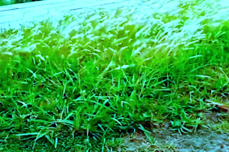 provide nice environment video and logo design