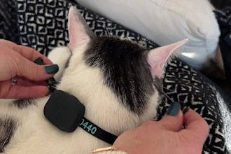 create adorable cat ugc videos for tiktok, instagram and facebook