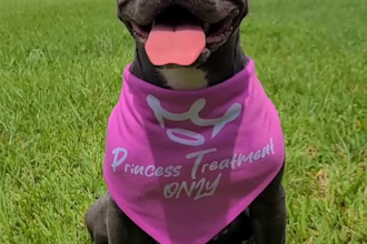 have my cute dog model your pet products
