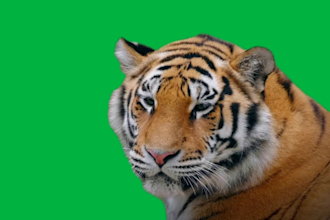 professionally remove green screen and edit your video