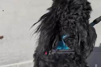 create viral pet ugc videos ads and brand campaigns