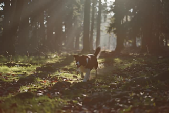 create unique images using leonardo ai