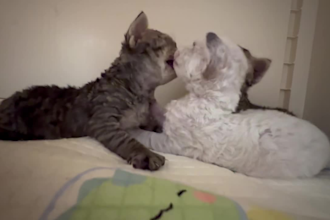 daily vlog of super cute newborn kitten
