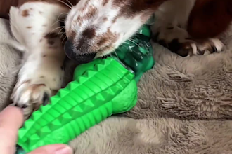 create authentic dog ugc videos for pet brands and products