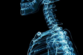 create professional skeleton motion design for animation