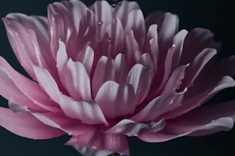 aesthetic 3d flower animation 3d plant animation 3d plant model 3d flower model