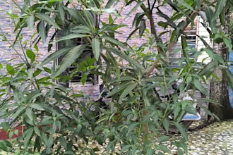 make video of natural gardens growth for socialmedia content