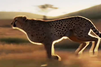 creative ai animation and video