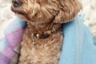 create authentic ugc pet videos for your pet brand