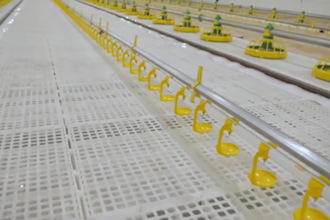 2d,3d poultry layout,chicken house,poultry farm, broiler layer design, barn farm