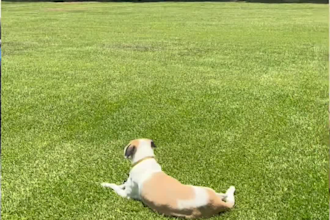 create amazing ugc pet videos as a rescue dog mom