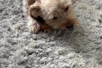 create elite dog content that converts
