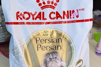 create engaging ugc videos with my persian cat for cat product brands