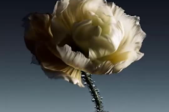 do 3d flower animation 3d plant animation