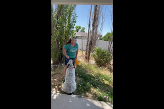 create dog ugc videos and ads for your products and services