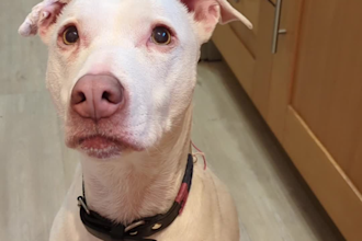 create ugc videos for your pet product with my dog