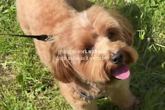 create dog or cat ugc videos for your pet product and pet brand services