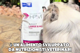 create authentic and engaging videos for pet food brands