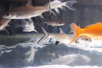 provide aquarium fish video for you