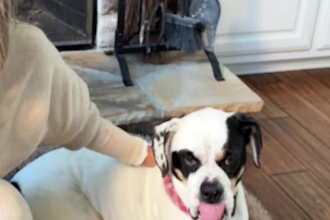 create authentic pet ugc videos featuring my dog or cat for tt or insta