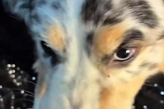 create a ugc video of a pet product using trick trained dogs