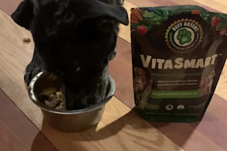 create authentic pet ugc videos for your brand