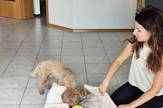 create dog product videos for your brand