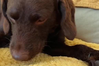 create ugc ad videos for your pet products or pet brand, dog, cat food
