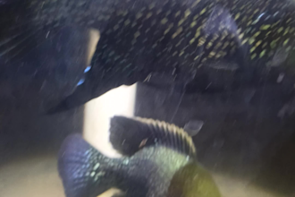 write expert african cichlid breeding articles