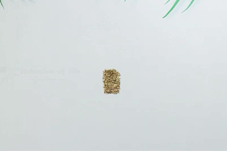 create a creative stop motion product video for you brand, promo video
