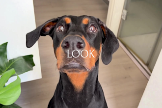 create dog ugc content for your brand