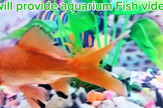 create fish video for youtube
