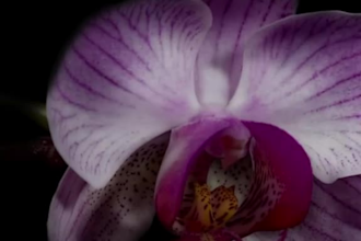 create 3d perfume animation and product video