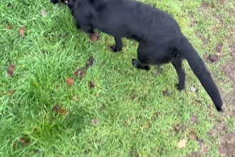 create authentic pet ugc videos with my dog