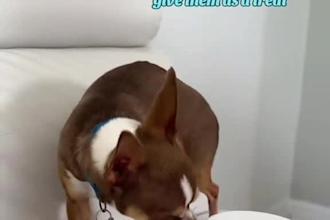 create dog ugc video ads for tiktok, facebook, and instagram
