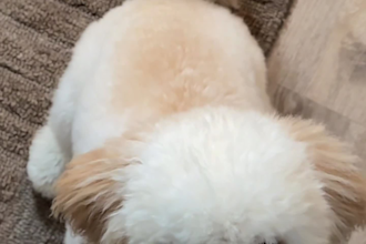 create a ugc video for your pet product