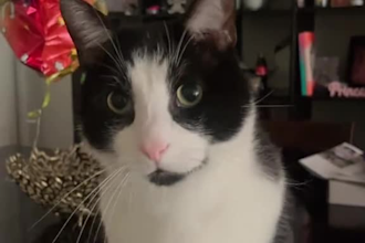 create expert cat ugc